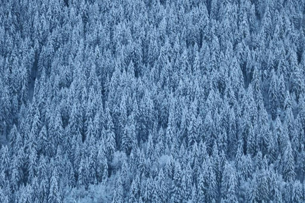 Chalet Morgane Grindelwald Kültér fotó